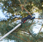 Coupe branches télescopique Felco 290